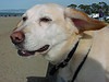 Joe at the beach
