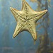 Monterey Bay Aquarium - Starfish