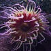 Monterey Bay Aquarium - Pink Anemone