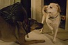 Joe and Sammy