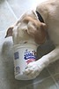 Joe and a Yogurt Container