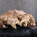 Box Crab Unfolded