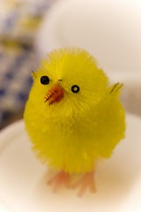 Little Chick