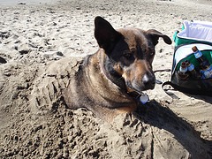 Sammy Burial IV