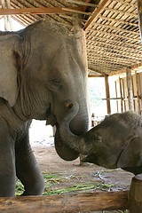 Elephant Mom & Baby